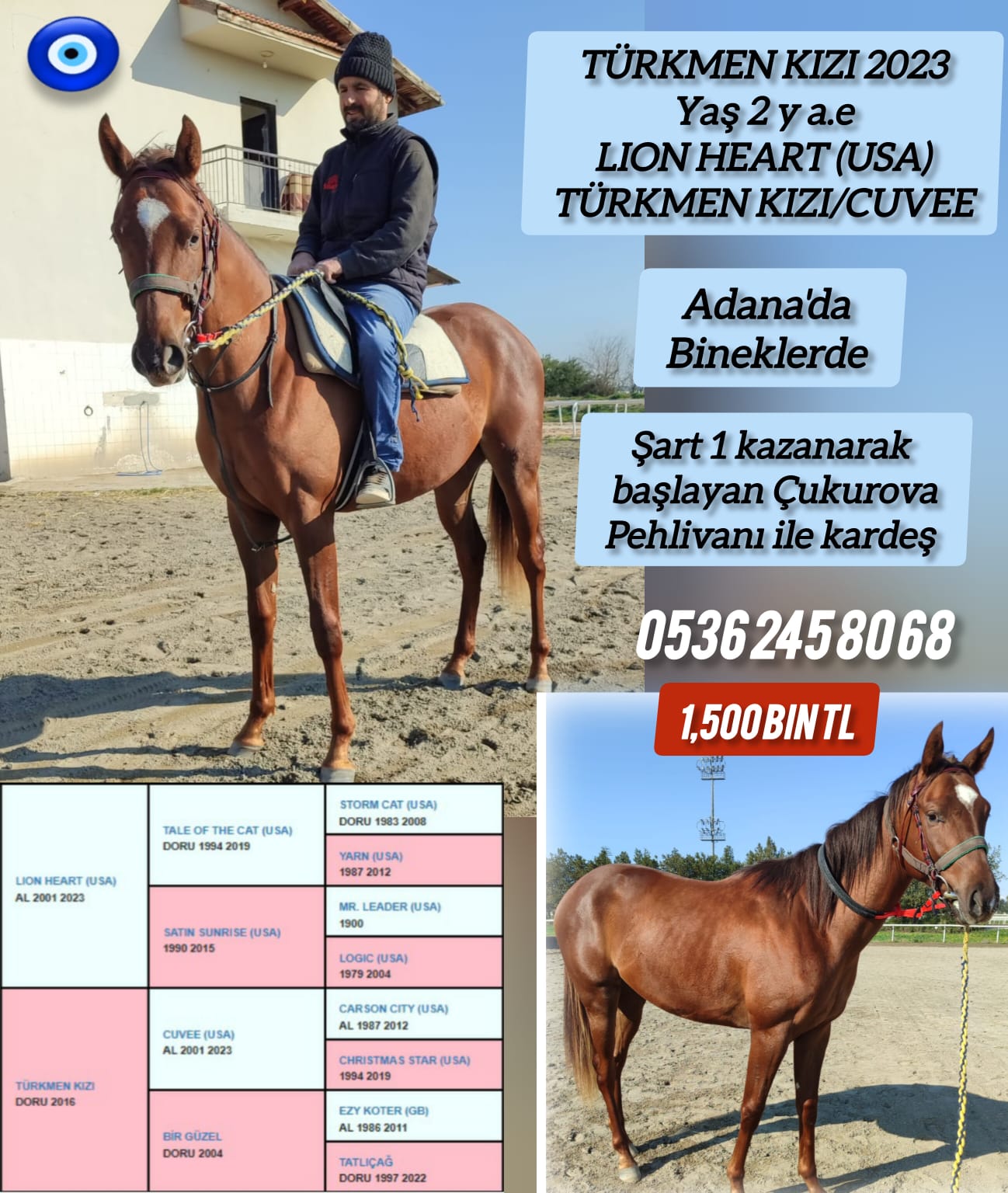 2 yaşında Adana'da idmanda Lion Heart-Türkmen kızı Erkek Tayı